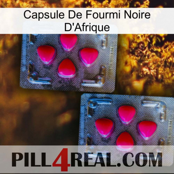 Africa Black Ant Capsule 14